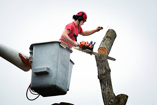 Professional Tree Care in Livermore, CA